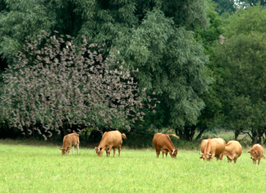 Viehweide bei der Kiesgrube Freudenthal