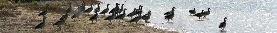 Wildgänse im Kieswerk Grebendorf