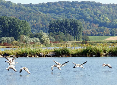 Gänseflug am Werratalsee