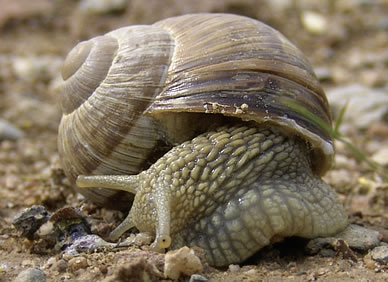 Weinbergschnecke