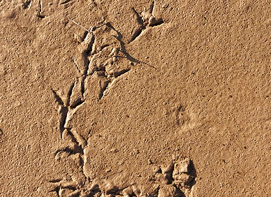 Vogelspuren im Sand