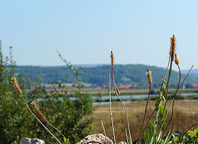 Spitzwegerich, Heilkraft der Natur