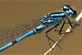 Blaue Libelle: Hufeisen-Azurjungfer