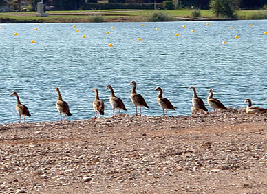 Paradies für Wasservögel