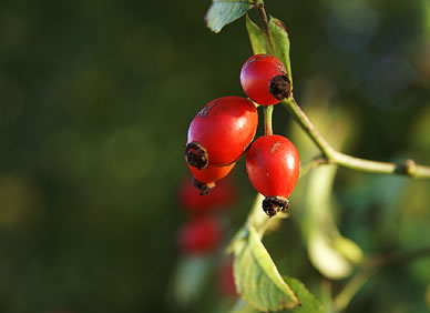 Farbenkraft der Natur