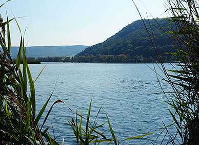 Im Schilf am Werratalsee