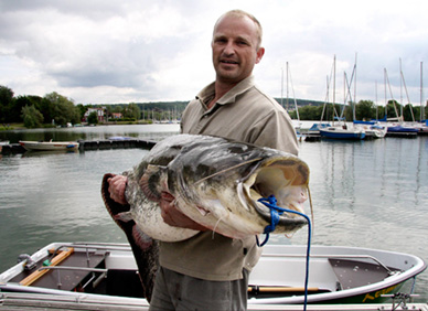 Angler fängt 'kapitalen' Wels im Northeimer Freizeitsee