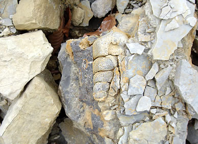 Fossilie einer Turmschnecke aus einem Kalksteinbruch in Suedniedersachsen