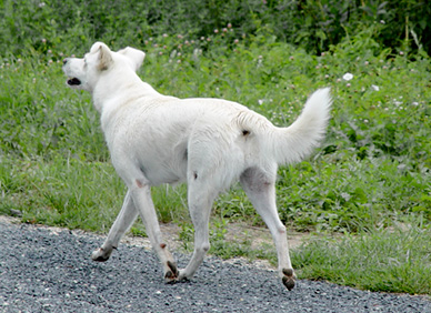 Auch Hunde lieben den Seerundweg