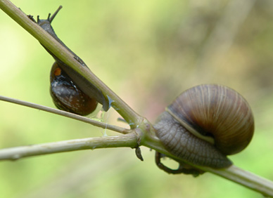 Zwei Schnecken