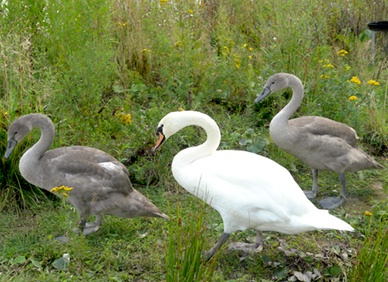 Schwanenfamilie