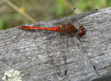 rote Libelle