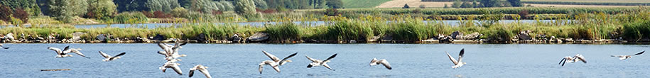 Wildgänse am Werratalsee