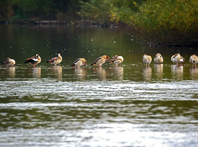 Geschiebesperre Naturschutz