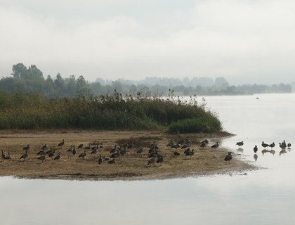 Wildenten am Kiessee