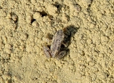 Mörtelsand aus dem Sandwerk Meensen