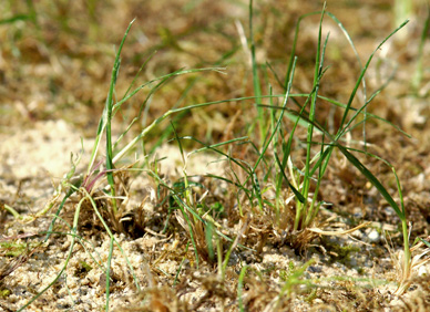 Sand für Gärten